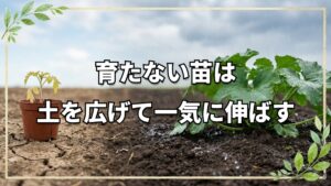 苗が育たない時の自然栽培プロの技