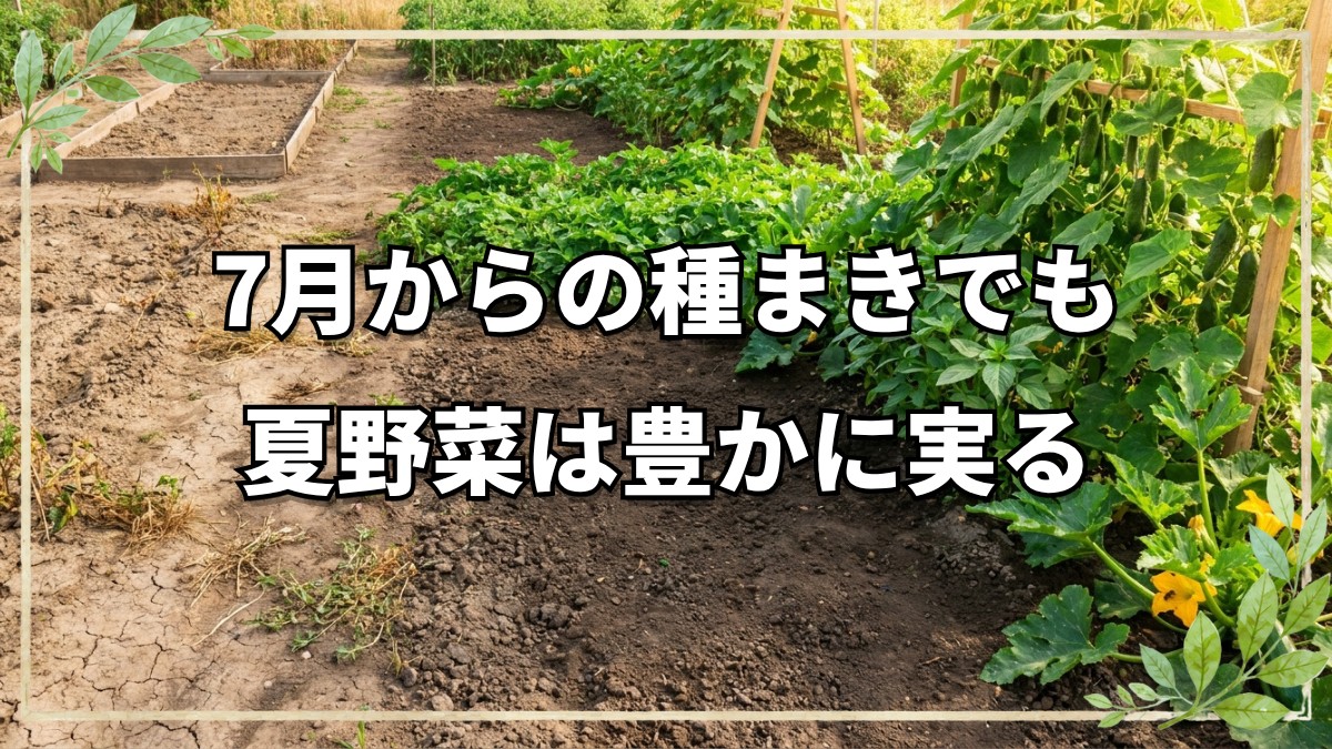 自然栽培で育てる7月の種まき野菜｜おすすめ品目と今橋さんの実践記録