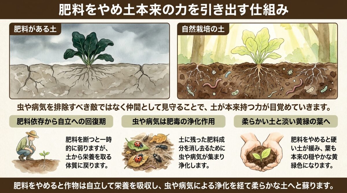肥料をやめ土本来の力を引き出す仕組み