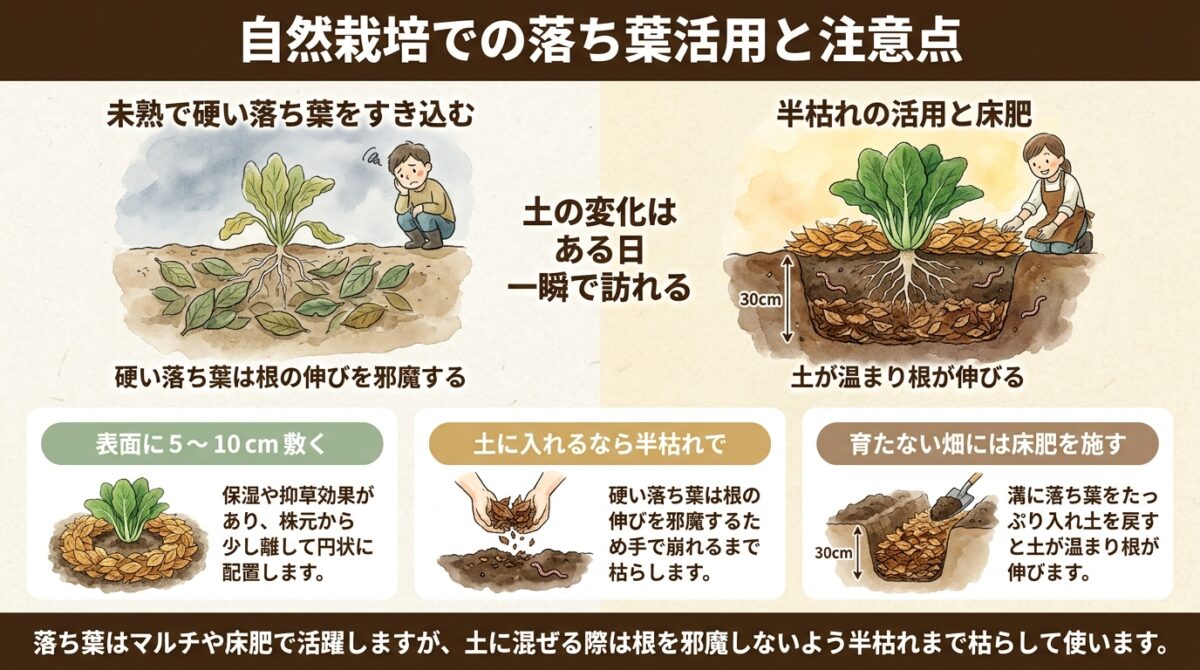 自然栽培における落ち葉の活用法と注意点|土作り・草マルチ・連作の疑問まで