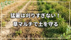 猛暑の自然栽培で絶対NGな作業とは?夏の草刈り・水やりの注意点と対策