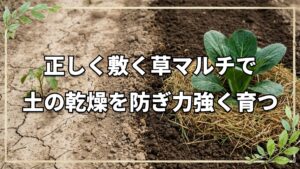 草マルチ敷くだけではダメ?効果を最大化する利点と注意点