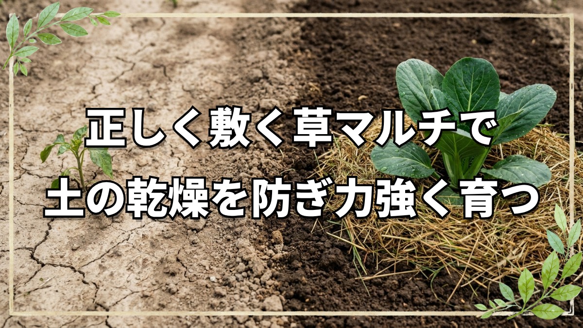 草マルチ敷くだけではダメ？効果を最大化する利点と注意点