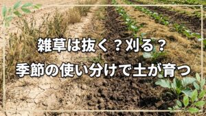 【自然栽培】雑草は根から抜く?抜かない?時期別の刈り方と強固な地下茎への対処法