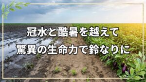 長雨冠水と酷暑に耐えた自然栽培野菜