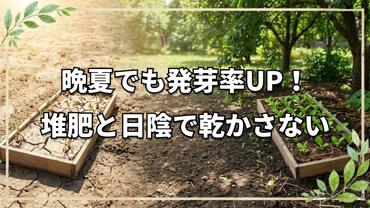 【自然栽培】晩夏・初秋の種まきは乾燥対策が鍵！失敗を防ぐ土選びと管理法