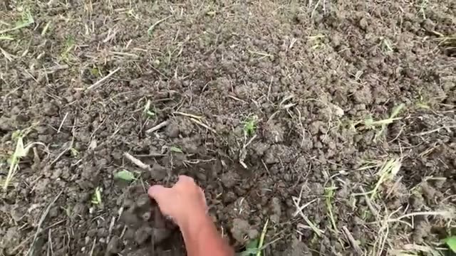 ステップ2:馬力のあるトラクターによる耕起と根の巻き取り