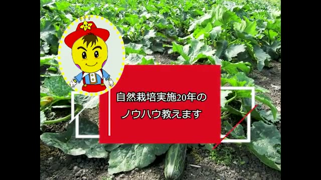 畑で育つ多彩なハーブ