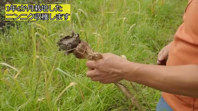 1年4ヶ月を経過したニンニクの収穫