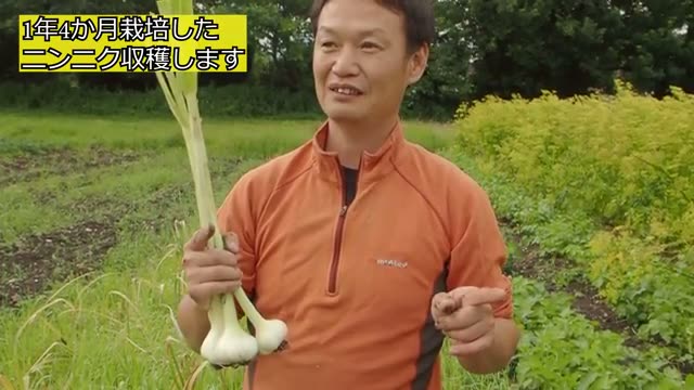 直植えとポット定植の比較検証