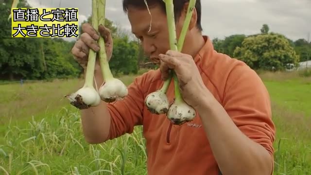 自家採種と連作によるニンニクの大型化
