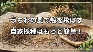自然栽培における自家採種の基本|水菜・大根・カブの種取り手順と畑の観察