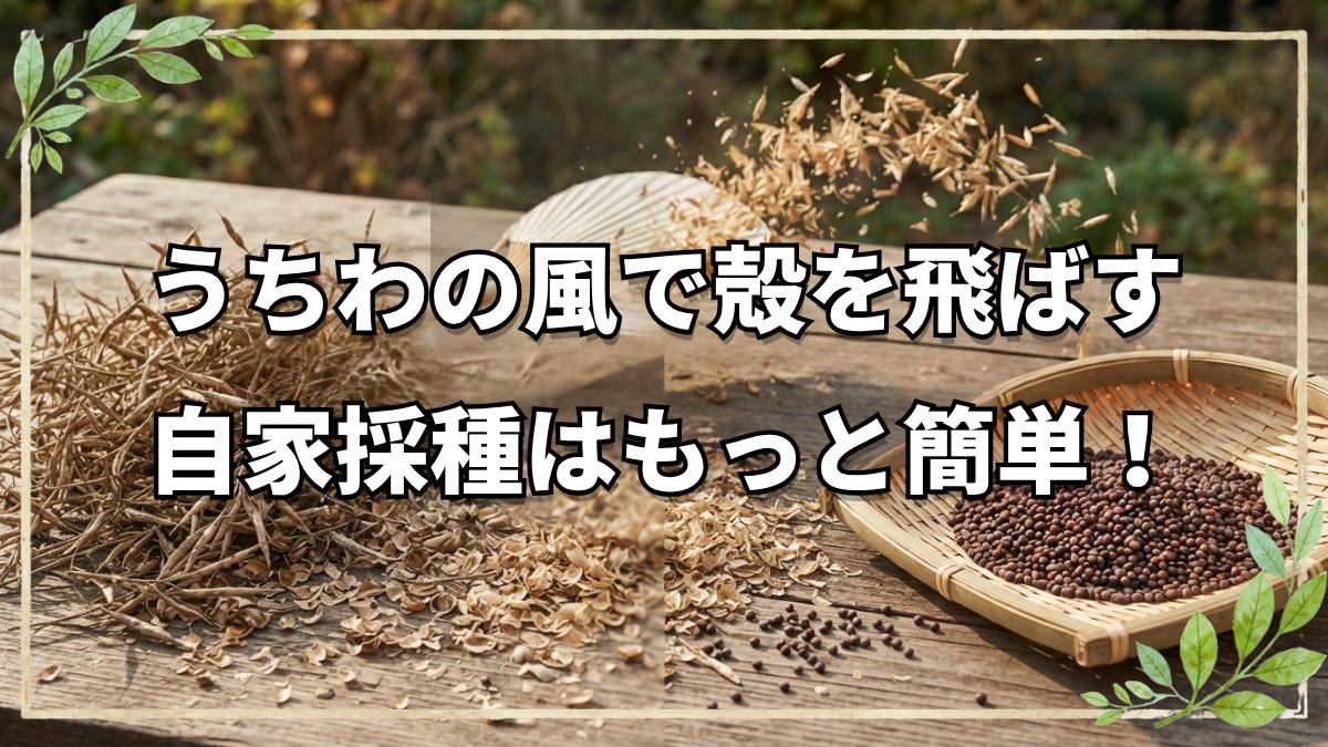 自然栽培における自家採種の基本｜水菜・大根・カブの種取り手順と畑の観察