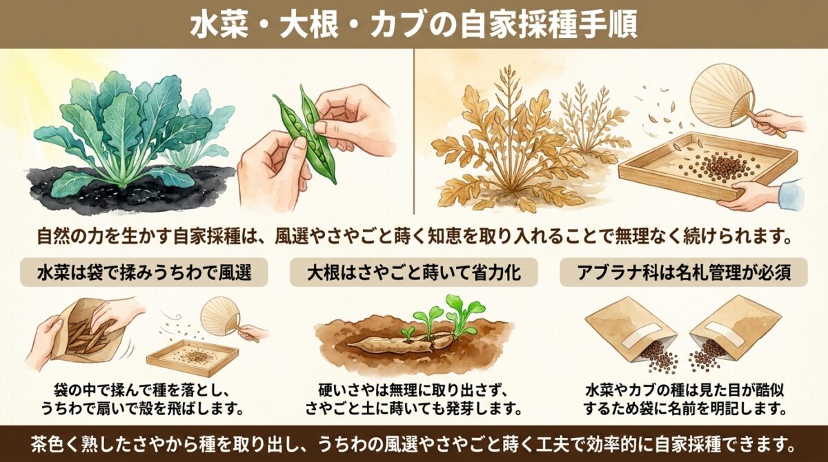 自然栽培における自家採種の基本|水菜・大根・カブの種取り手順と畑の観察