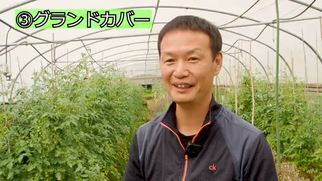 対策3:グランドカバー(雑草で雑草を覆う)