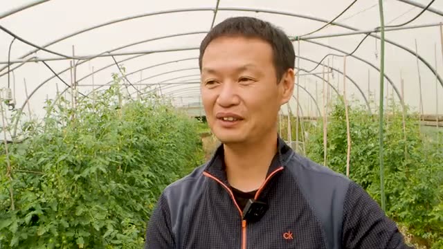 雑草は土を良くする味方:自然栽培で起きる変化