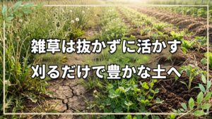 【自然栽培】雑草を抑える3つの基本対策と土が変化する仕組み