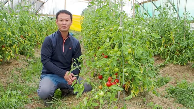 身体に不調を抱える人が受け入れたトマト