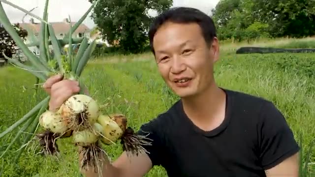 適期定植と自家採種で育てるタマネギの生育差