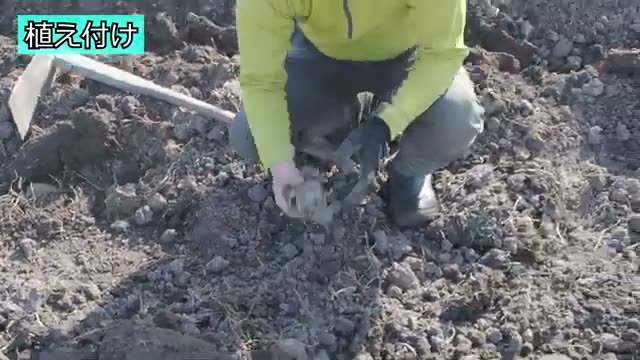 収穫量を大きく左右する土寄せ