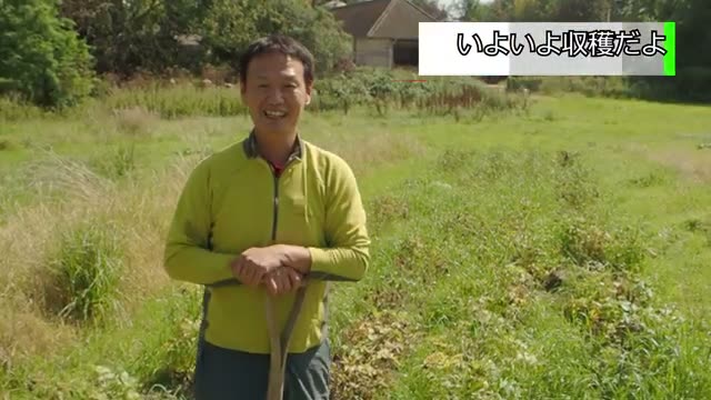 収穫時期の見極めとイモの性質
