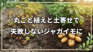 【自然栽培】ジャガイモの植え付けから収穫まで。失敗を防ぐ栽培管理の要点