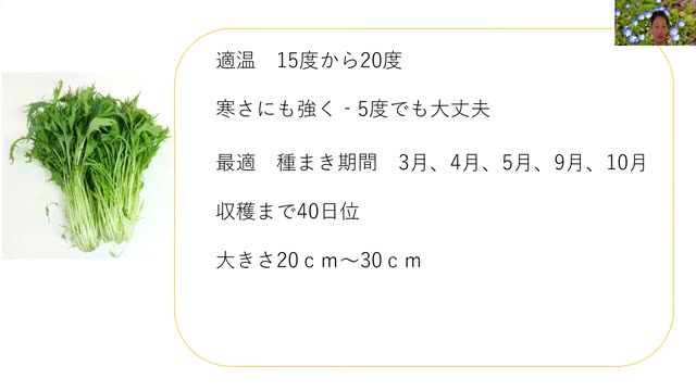 水菜の種まき手順|点まきとスジまき