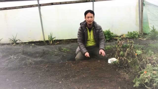 ルッコラのスジまき手順と水やりのポイント