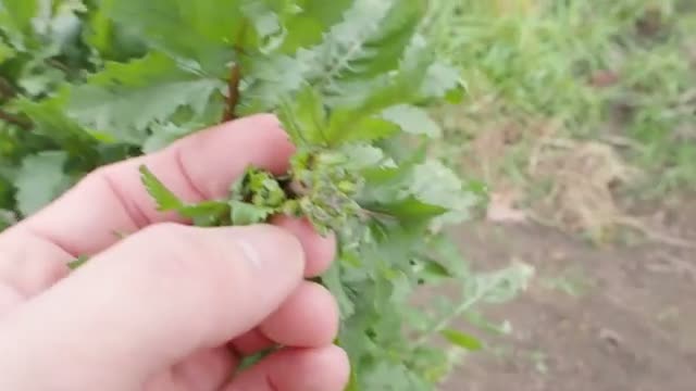 ルッコラとマスタードの自家採種について