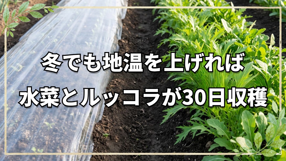 自然栽培で育てる水菜とルッコラ｜低温期の発芽テクニックと種まきの基本