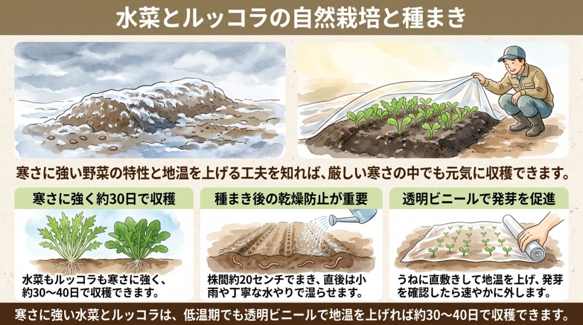 自然栽培で育てる水菜とルッコラ|低温期の発芽テクニックと種まきの基本