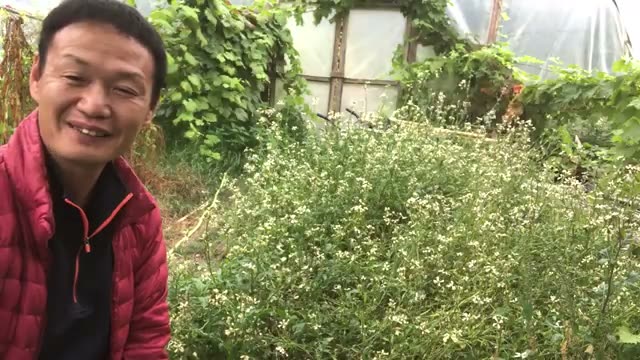 【補足】水菜を何度も再生させる収穫法