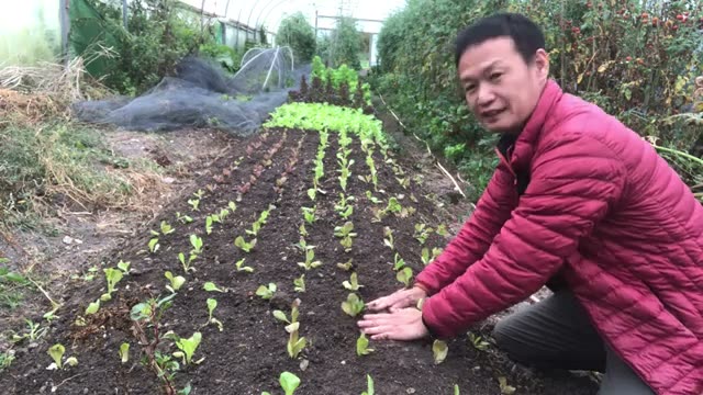 レタスの定植と除草を兼ねた土寄せ