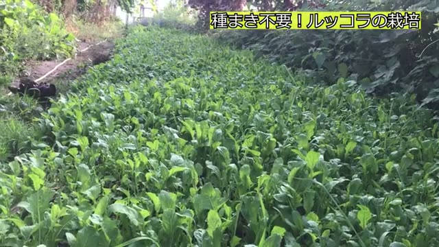 こぼれ種で毎年育つルッコラの連作管理