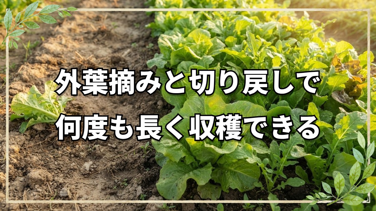 自然栽培のレタスとルッコラ｜何度も収穫する工夫とこぼれ種を活かす栽培法