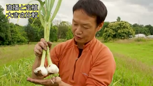 直播きとポット育苗定植の比較実験