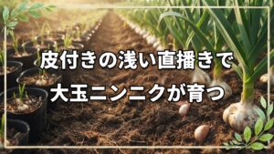 自然栽培におけるニンニクの育て方!植え付けから収穫・編み込み保存まで