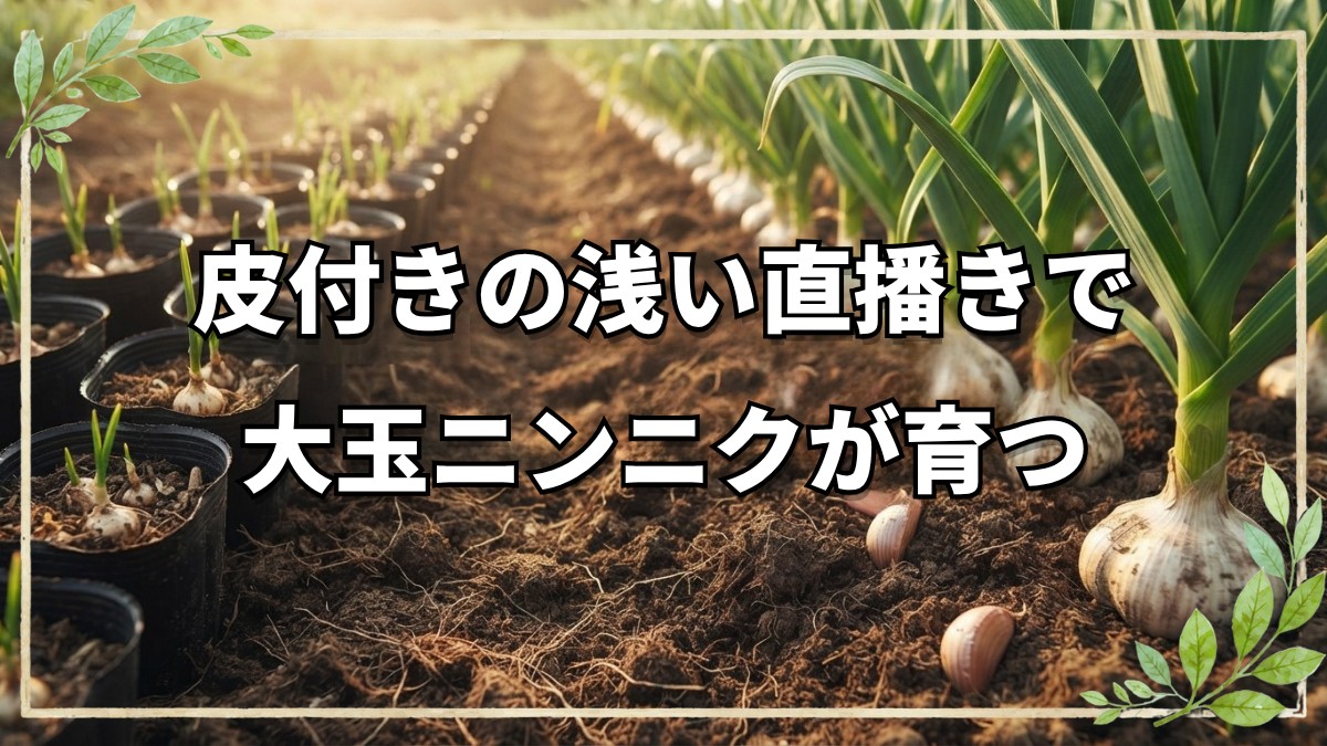 自然栽培におけるニンニクの育て方！植え付けから収穫・編み込み保存まで