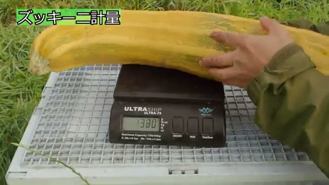 ズッキーニの種採り手順と保存方法
