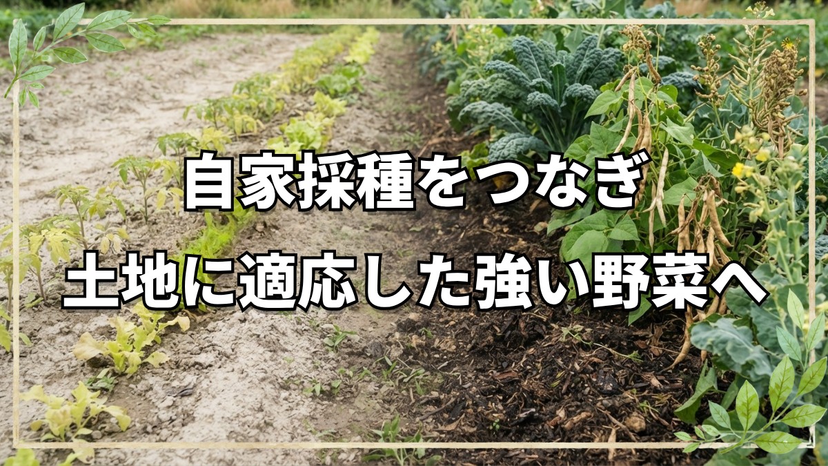 自家採種で強い野菜を育てる方法｜タマネギとズッキーニの種採り手順