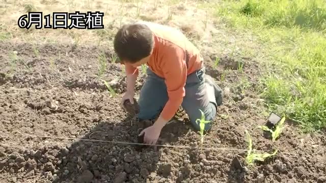 定植の注意点と受粉を促す植え方