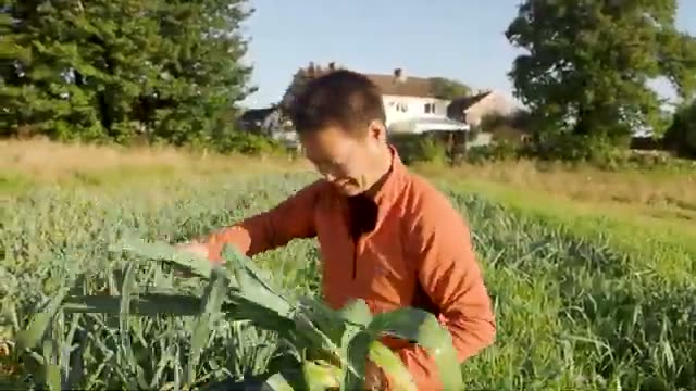 連作と自家採種で年々株が育つ理由