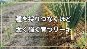 自然栽培で育てるリーキ栽培と自家採種