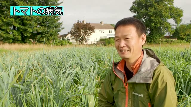 実例：50度近くまで上昇したハウスのトマトが復活した理由