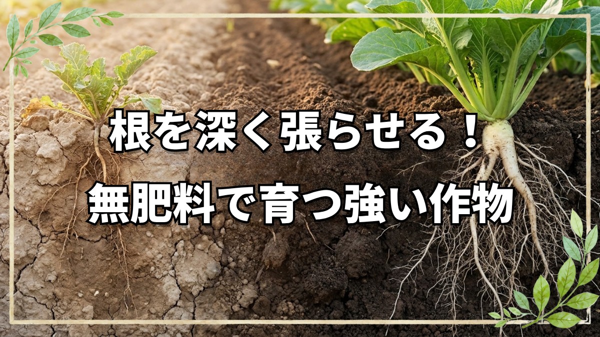 自然栽培で健康に！植物の根を伸ばす秘訣