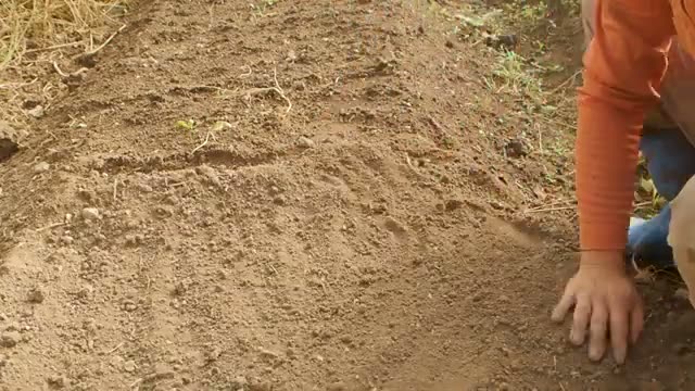 直播き（地床育苗）のやり方と管理