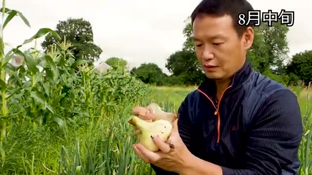 自然栽培における玉ねぎ作りの基本