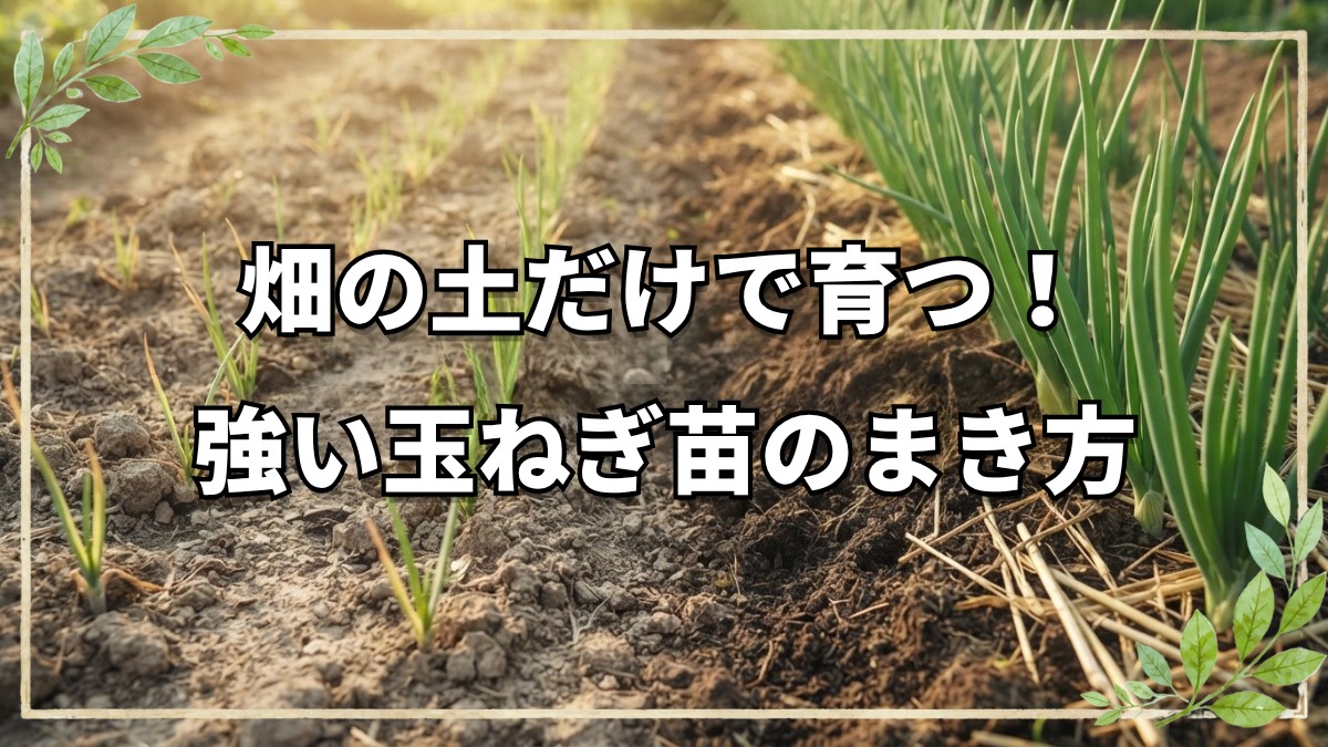 自然栽培での玉ねぎの種まき手法！トレイ育苗と直播きのポイント解説