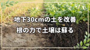 野菜の収穫量を増やす土壌改善法。地下30cmの層を正常化する手順