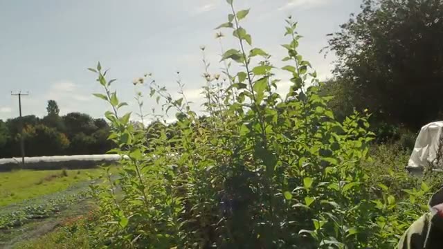手間をかけずに育つ菊芋の特徴と風よけの役割
